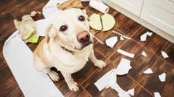 Labrador retriever - wygląd, charakter, pielęgnacja, cena