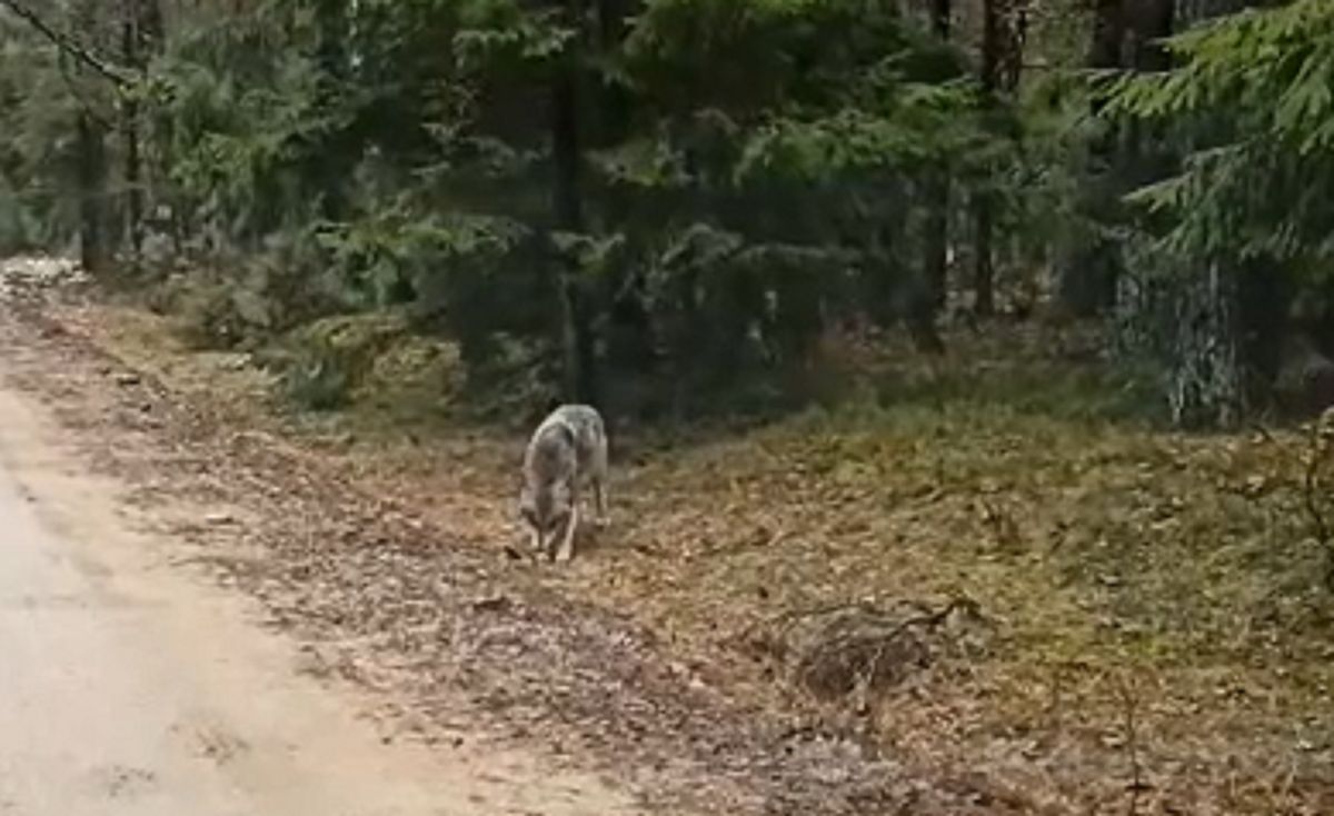 Przy leśnej drodze pojawił się wilk 