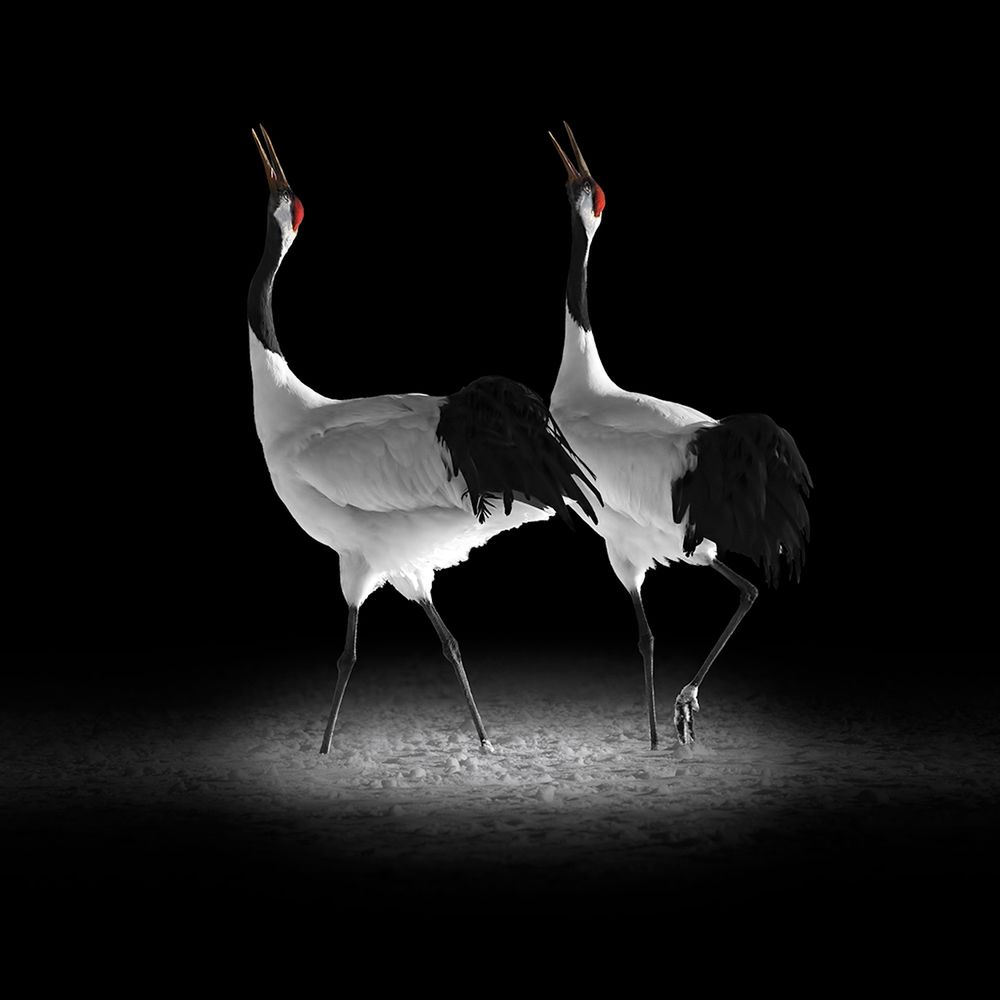 Polacy zdominowali konkurs Fine Art Photography Awards 30