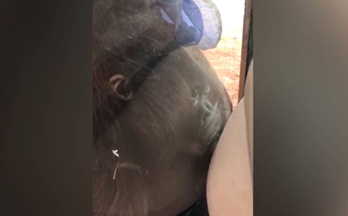 Orangutan całuje ciążowy brzuch przez szybę (metro.co.uk)