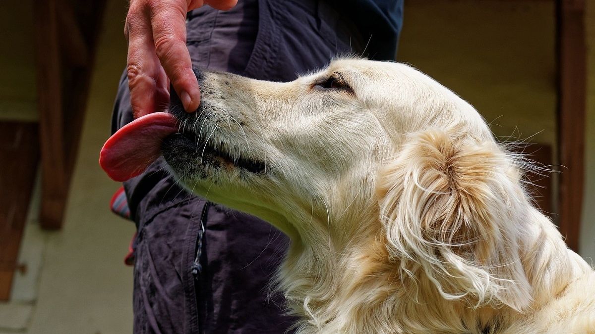 Oto dlaczego pies liże po rękach i twarzy.