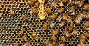 Koniec "szarej strefy" w pszczelarstwie. Od marca pasieki pod lupą