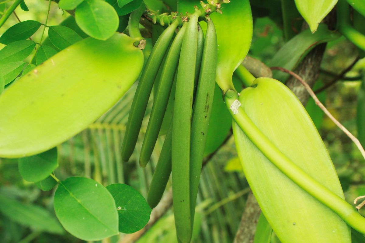 Vanilla fruits, when fully ripe, are dark green in color