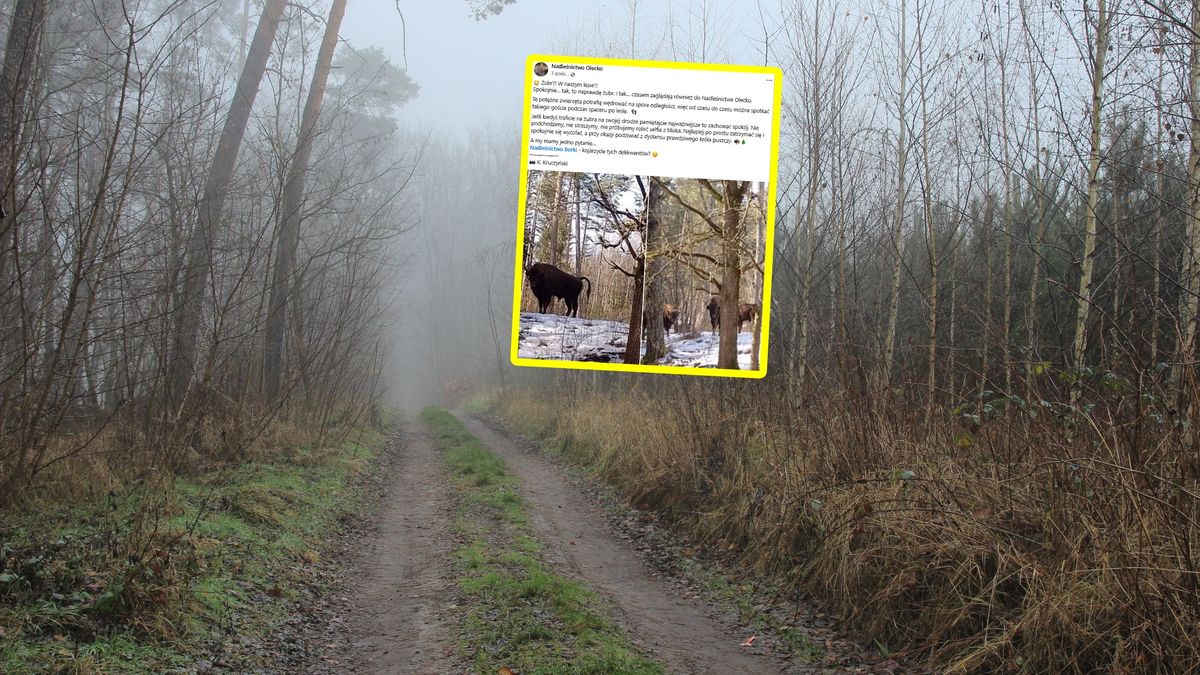 Nadleśnictwo Olecko pokazało zdjęcia żubrów.