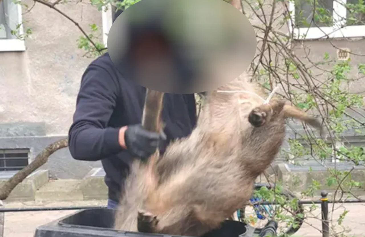 Uśmiercono ponad 20 dzików. Oświadczenie  Lasów Miejskich