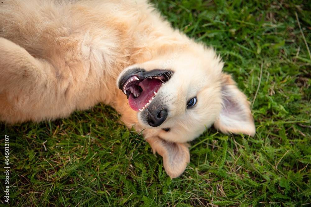 Sądeccy strażacy mają nowego psa ratowniczego. To dwumiesięczny Golden Retriever. Pomóż wybrać imię dla uroczego szczeniaka
