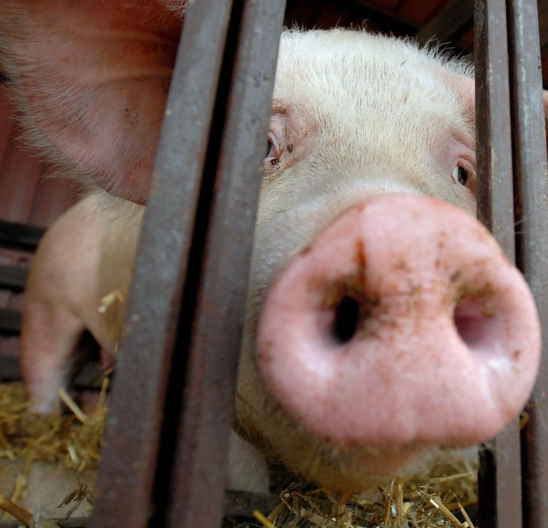 Szacuje się, że do 2050 roku trzeba będzie wyżywić ponad 9 mld ludzi. A to oznacza, że potrzebujemy rewolucji żywnościowej