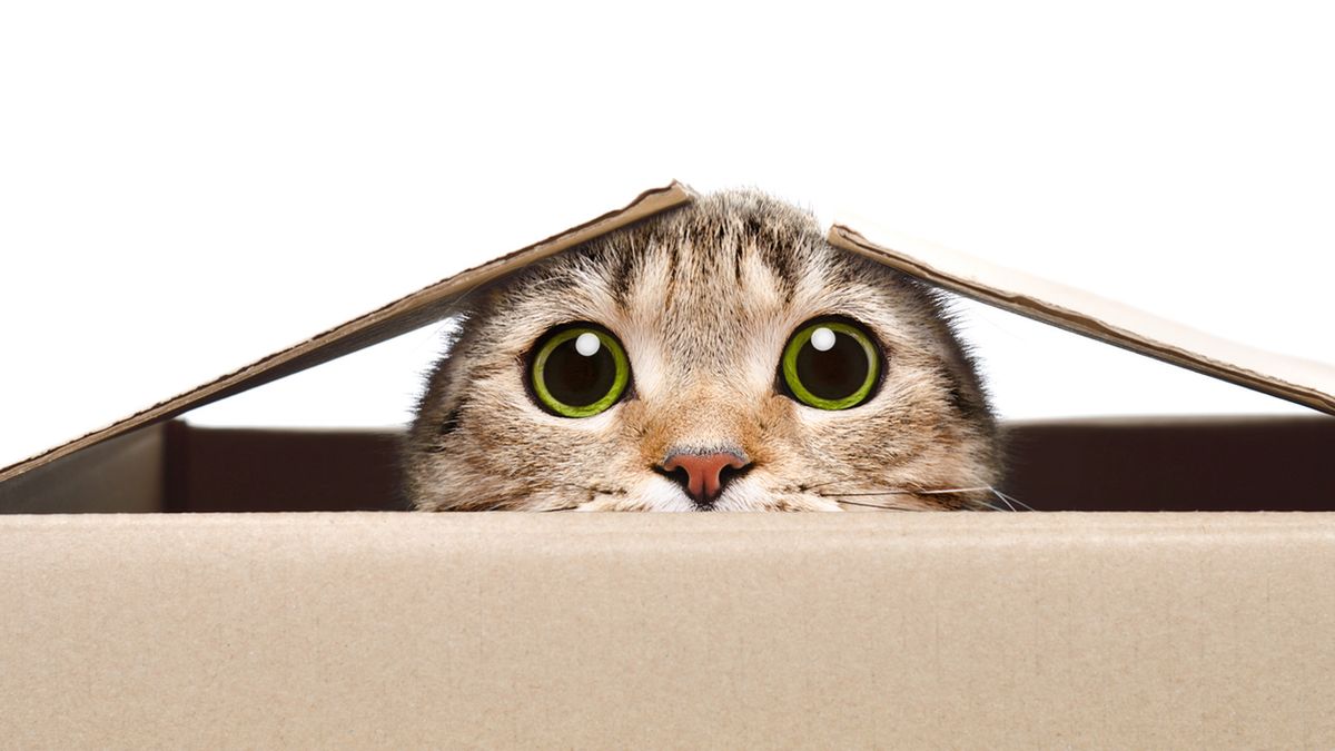 Szwajcarscy naukowcy opracowali szczepionkę przeciw alergii na koty.