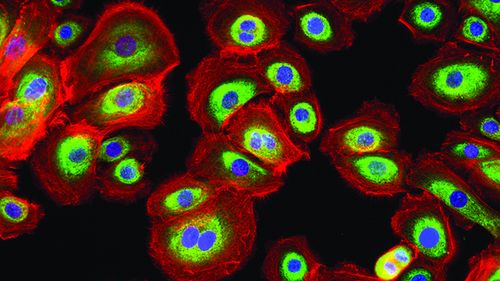 Strzelanina z użyciem kropek kwantowych 1