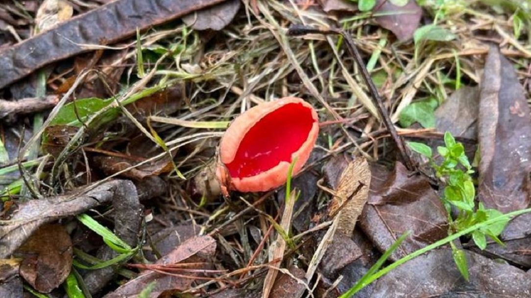 Znalazł pomarańczowego grzyba w lesie. To czarka. 