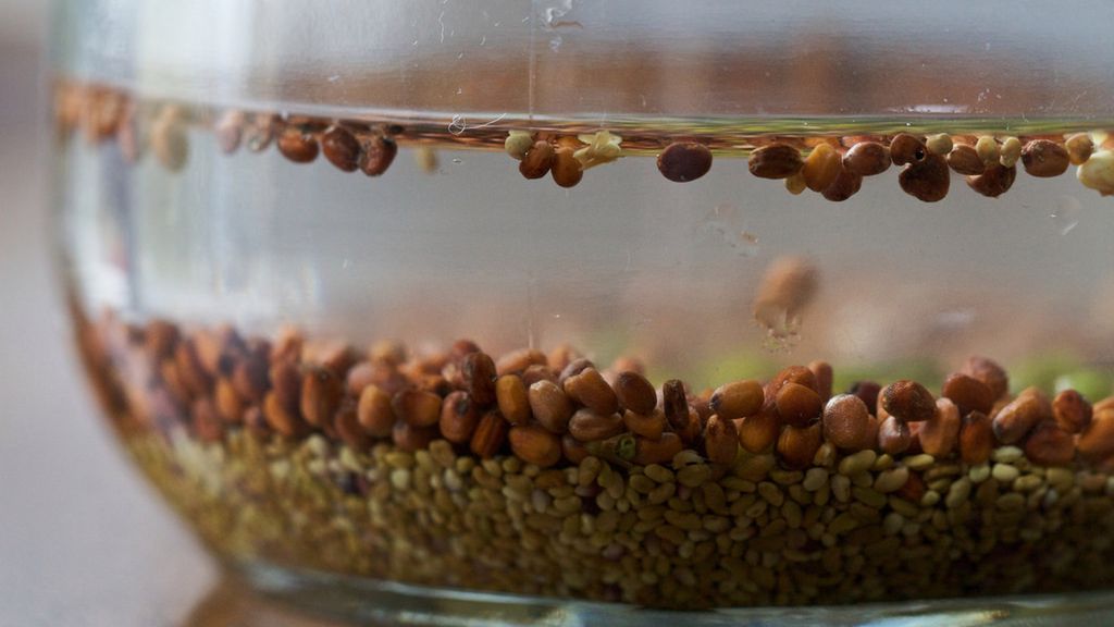 Nasiona stuliszu suszone w całości