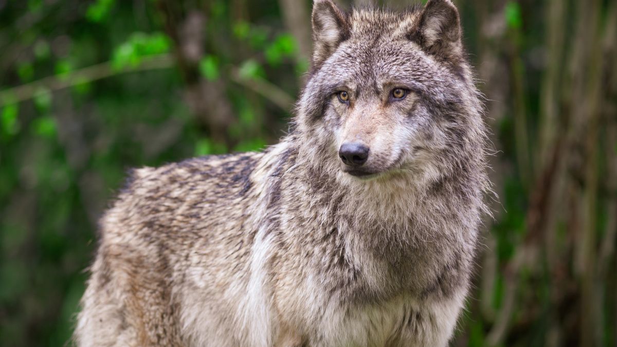 Gmina Augustów chce płoszyć wilki
