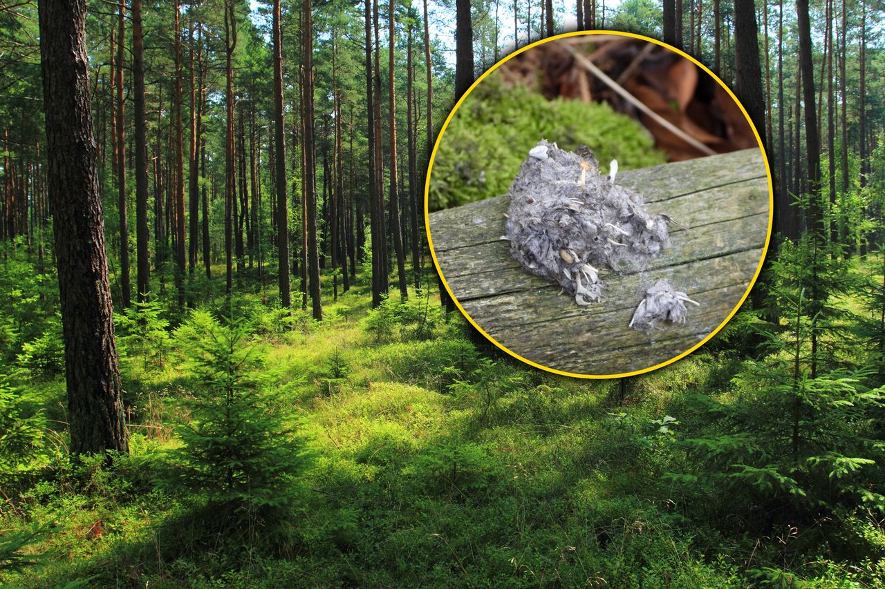 Park narodowy pokazał zdjęcie. Widzieliście kiedyś coś takiego w lesie?