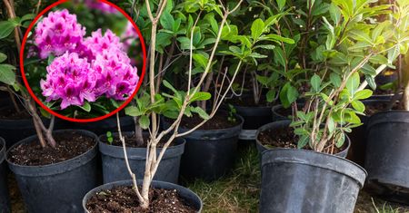 Kiedy sadzić rododendrony? Wielu robi to w nieodpowiednim terminie
