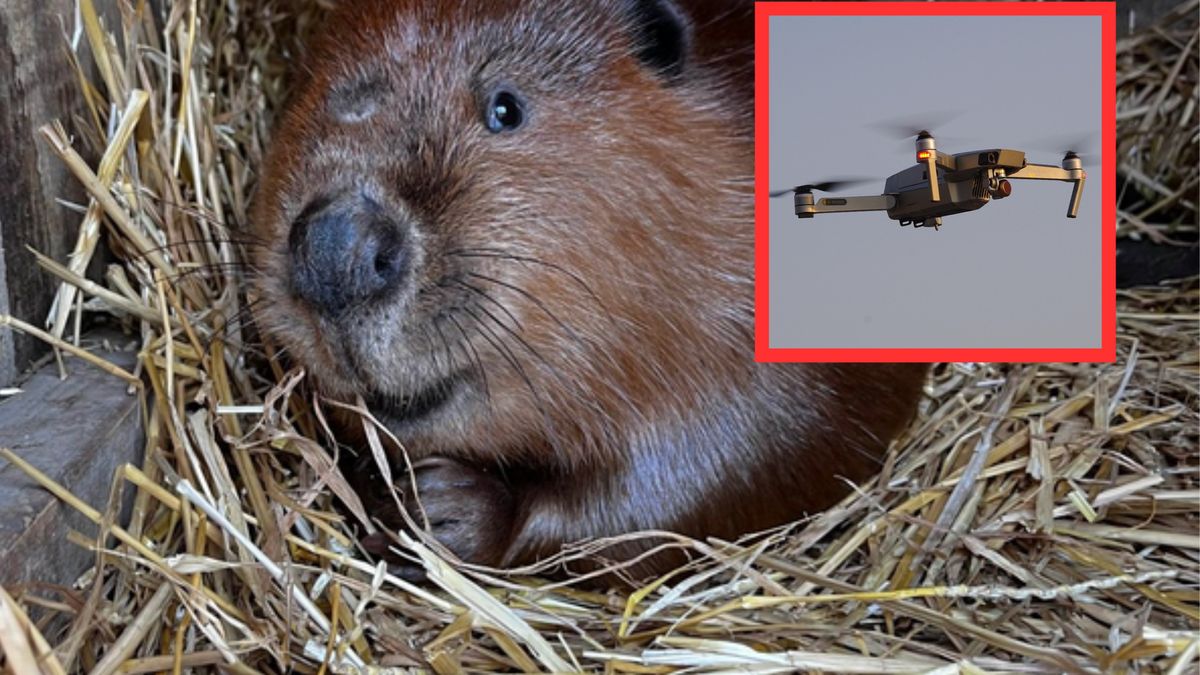 Kalafior od tygodnia pozostaje nieuchwytny