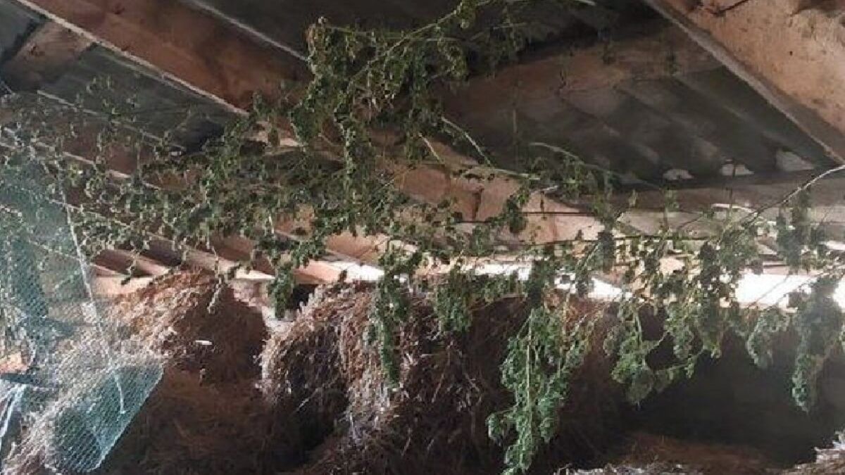 Marihuana na poddaszu
