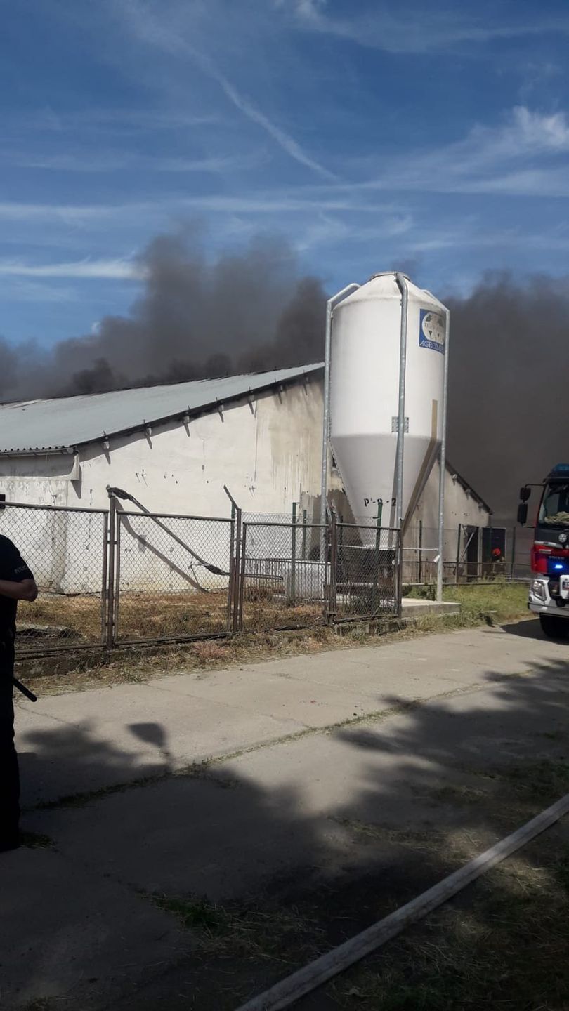 Pożar wielkiej chlewni. Zdechło 2 tys. zwierząt