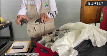 185 młodych żółwi w walizce. Próbowano je wywieźć z Wysp Galapagos.