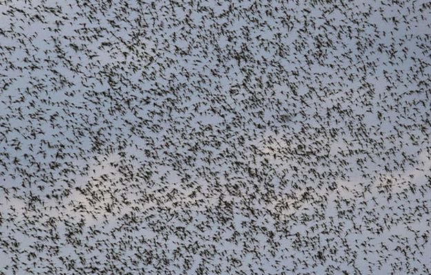 Przerażające chmary owadów w Świnoujściu i na wyspie Wolin. Są wszędzie