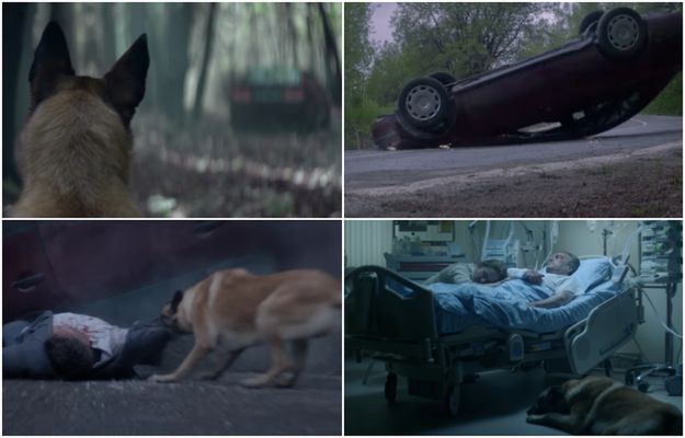 Wstrząsające wideo. Mężczyzna porzucił psa w lesie, a chwilę później miał wypadek. Zwierzę uratowało mu życie