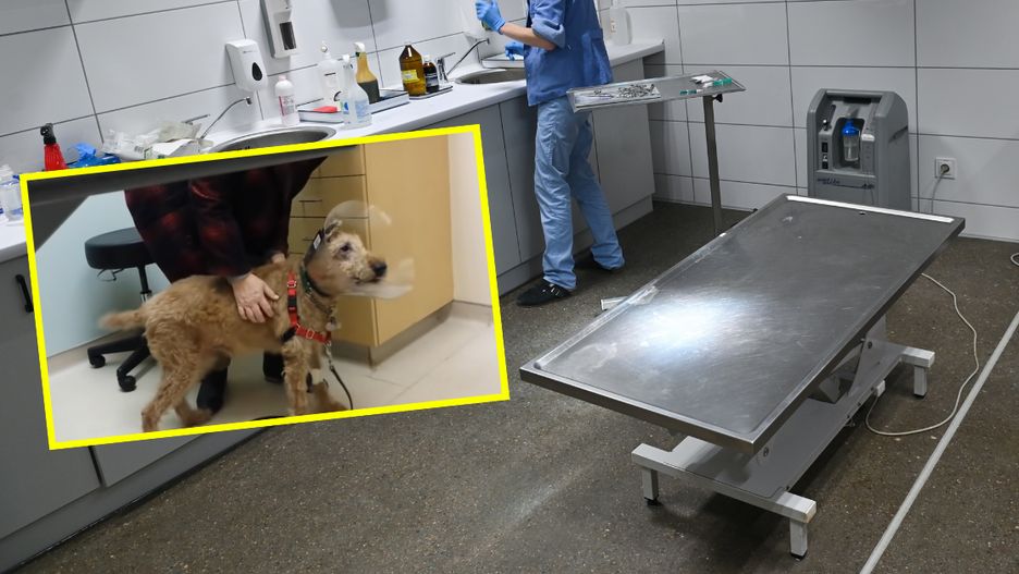 Weterynarz, pies odzyskał wzrok (zrzut ekranu)