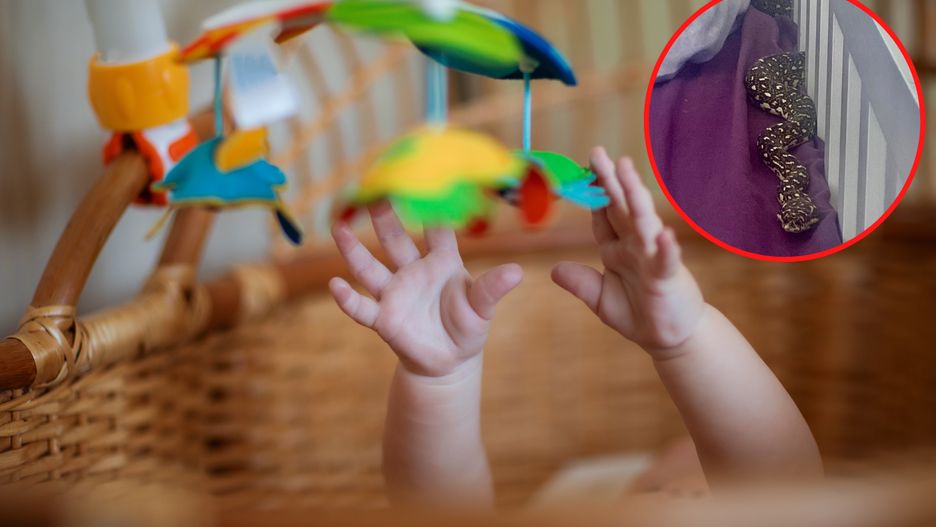 Pyton dywanowy w łóżeczku dziecka 