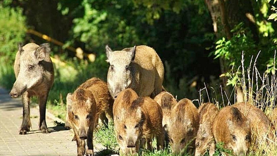 Dziki można coraz częściej spotkać w miastach.
