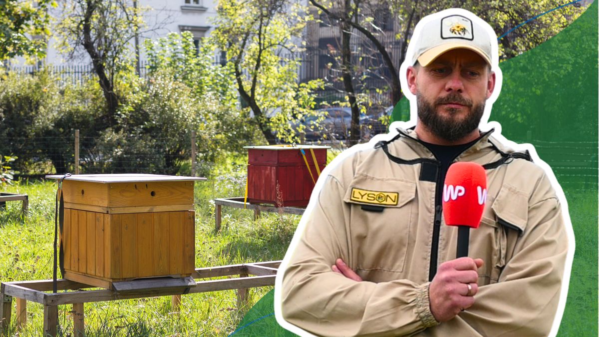 Czy warto kupować mód z pasiek miejskich?