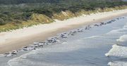 Zatrważające odkrycie w Australii. To już drugi taki incydent w ciągu kilku dni