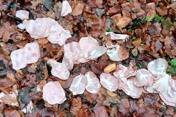 "Jak kadr z filmu kryminalnego". Leśniczy nie mógł uwierzyć własnym oczom