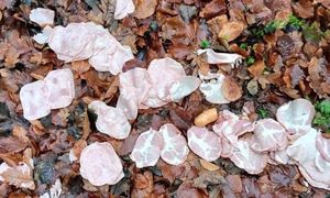 "Jak kadr z filmu kryminalnego". Leśniczy nie mógł uwierzyć własnym oczom