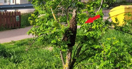 Niecodzienni goście na gdańskim osiedlu. Strażnik natychmiast zareagował