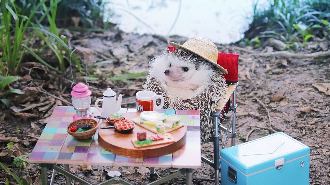 Urocza opowieść fotograficzna o jeżu, który wybrał się na biwak. Zobacz to przesłodkie stworzenie! 1