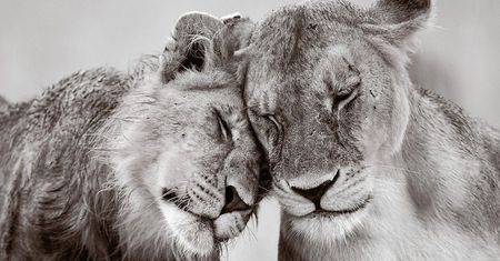 Zwierzęta w ZOO czy rezerwacie też są piękne, czyli ZSL Animal Photography Prize 2015