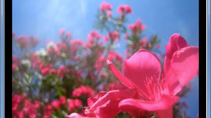 Irfan Skiljan aktualizuje swoją przeglądarkę graficzną 1