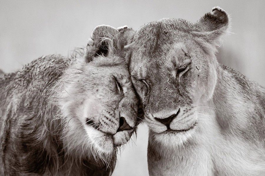 Zwierzęta w ZOO czy rezerwacie też są piękne, czyli ZSL Animal Photography Prize 2015 1