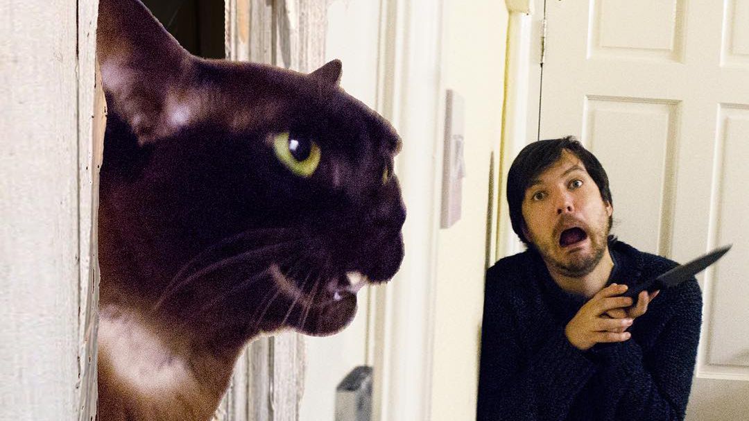 Parka odtwarza sceny ze znanych filmów… ze swoimi kotami 1