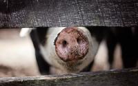 Świński wirus zagraża polskiej branży mięsnej. ASF nie przestaje się rozprzestrzeniać 
