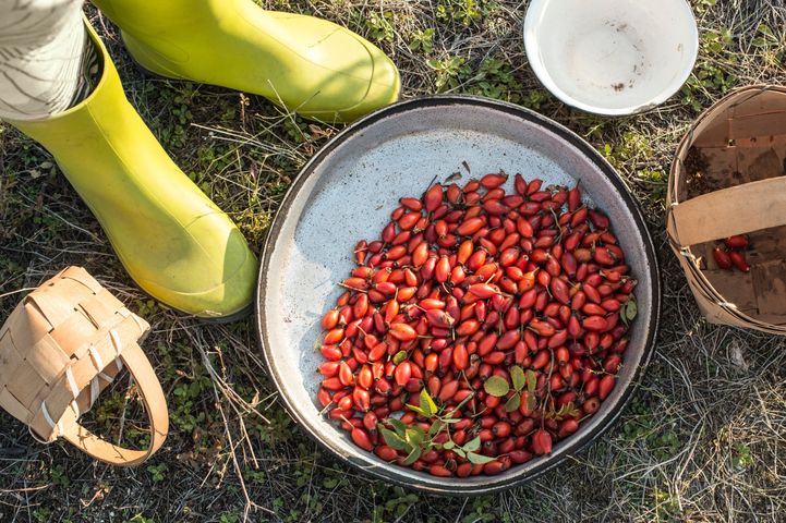 Kwas ursolowy występuje naturalnie m.in. w dzikiej róży