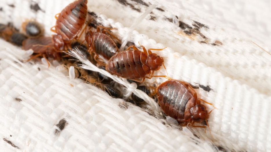 Władze Paryża już od jakiegoś czasu borykają się z problemem pluskiew