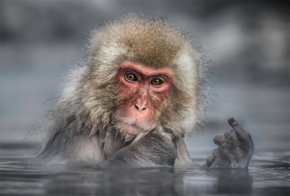 Najzabawniejsze zdjęcia finalistów The Comedy Wildlife Photography Awards 2017 12