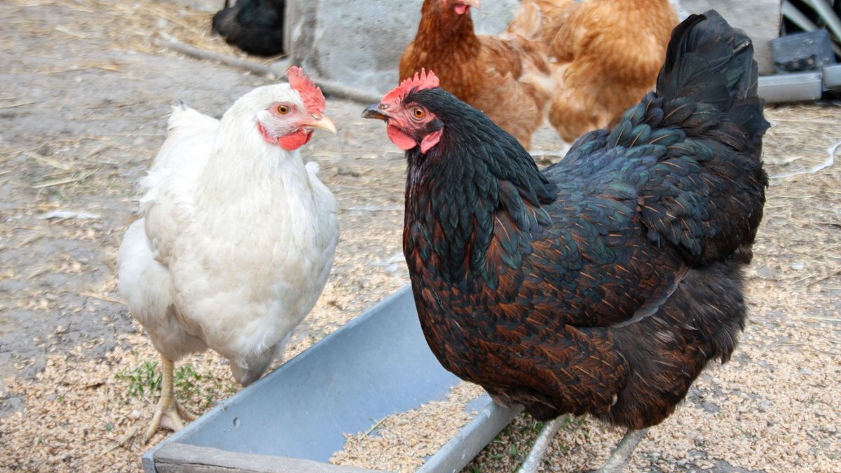 Drób pozostaje czołowym towarem polskiego eksportu.