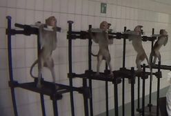 Śledztwo przeciwko niemieckiemu laboratorium, które przeprowadzało doświadczenia na zwierzętach