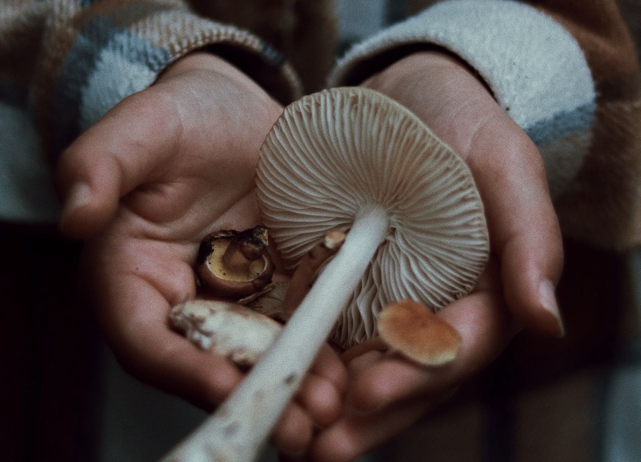 Grzyby zbierają śmiertelne żniwo. Australijska rodzina nie żyje