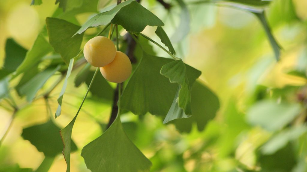 Surowe orzechy miłorzębu