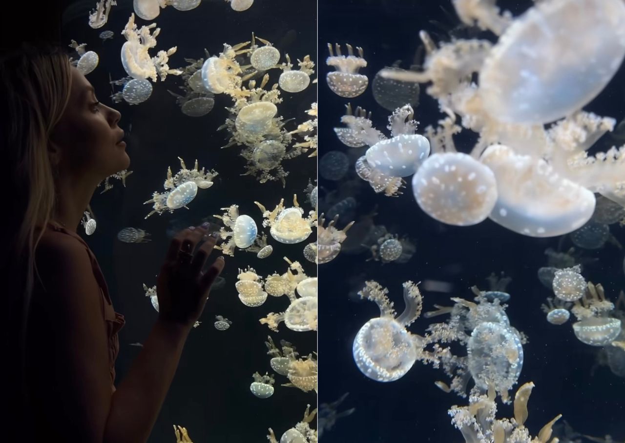 Travel influencer mesmerized by Singapore's S.E.A Aquarium, netizens share intrigue