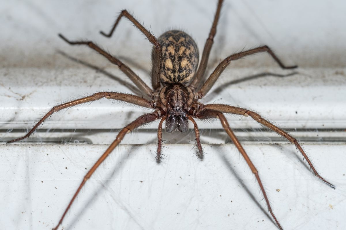 Kątnik domowy to jeden z najczęściej spotykanych pająków w polskich domach / zdjęcie poglądowe
