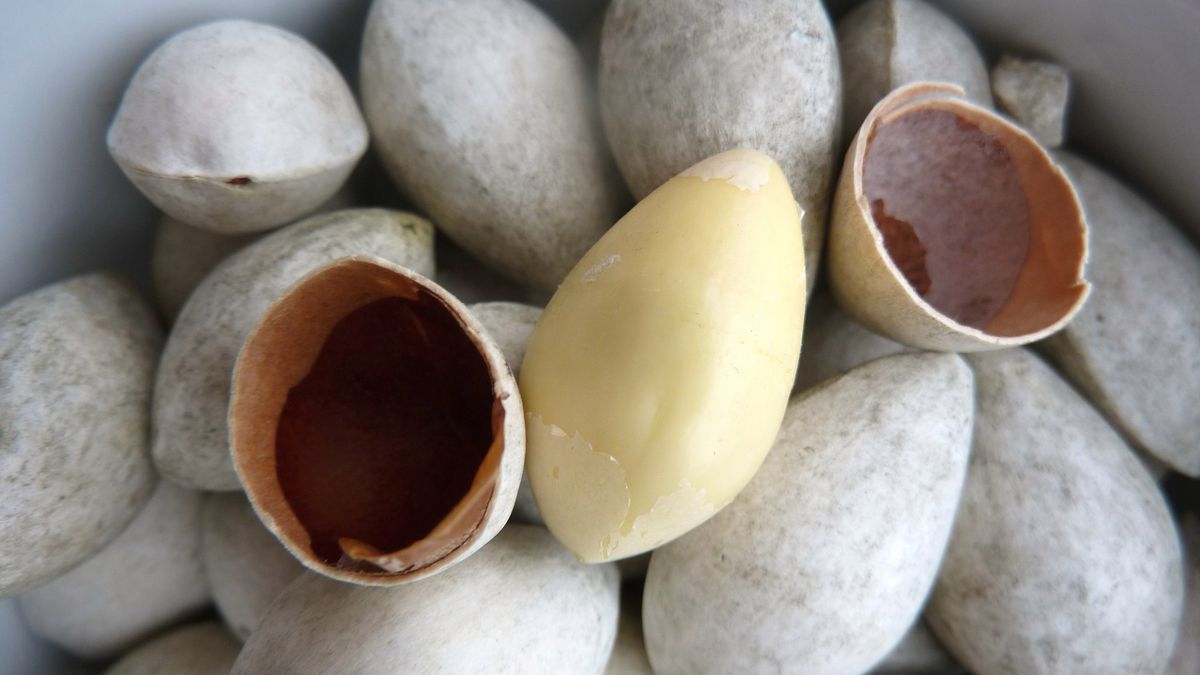 Suszone orzechy miłorzębu