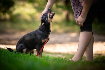 Kraków: Wielka akcja adopcyjna na Błoniach z podopiecznymi Dog Rescue