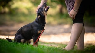 Kraków: Wielka akcja adopcyjna na Błoniach z podopiecznymi Dog Rescue